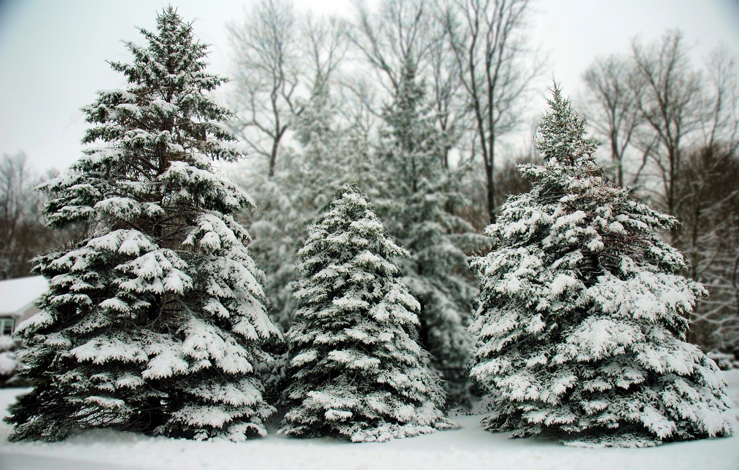 three-evergreens-in-snow